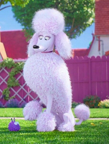 Файл:Poodle.jpg