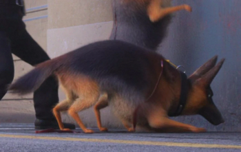 Собака немецкая овчарка